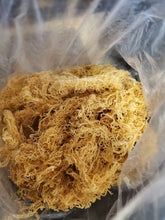 Load image into Gallery viewer, Gold Wild Crafted Sea Moss