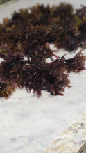Load image into Gallery viewer, Irish Moss "Chondrus crispus"