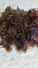 Load image into Gallery viewer, Irish Moss "Chondrus crispus"