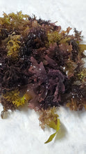 Load image into Gallery viewer, Irish Moss "Chondrus crispus"