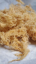 Load image into Gallery viewer, Gold Wild Crafted Sea Moss