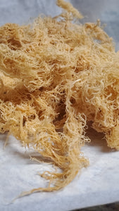 Gold Wild Crafted Sea Moss