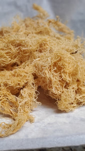 Gold Wild Crafted Sea Moss